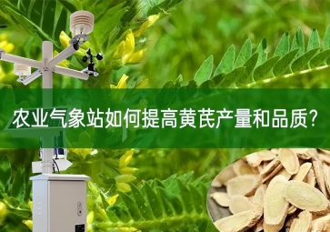 農(nóng)業(yè)氣象站如何提高黃芪產(chǎn)量和品質(zhì)？